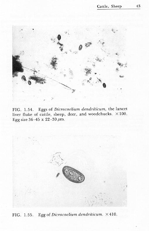 liver fluke eggs infection in goats and sheep